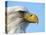 Bald Eagle Profile-John Conrad-Premier Image Canvas