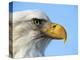 Bald Eagle Profile-John Conrad-Premier Image Canvas