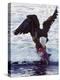 Bald Eagle Pulling a Salmon From the Chilkat River in Alaska, USA-Charles Sleicher-Premier Image Canvas