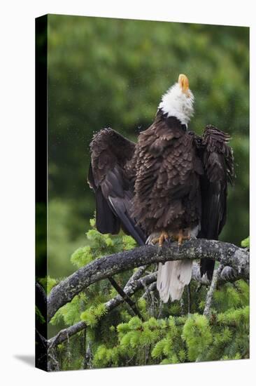 Bald Eagle, Rain Shower-Ken Archer-Premier Image Canvas