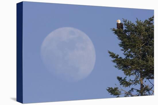 Bald Eagle, Rising Full Moon-Ken Archer-Premier Image Canvas