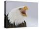 Bald Eagle Screaming, Homer, Alaska, USA-Arthur Morris-Premier Image Canvas