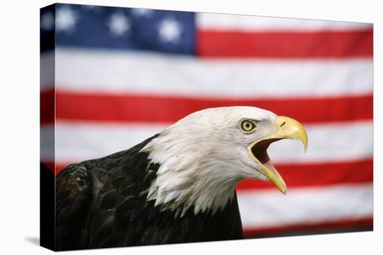 Bald Eagle Squawking with American Flag-W. Perry Conway-Premier Image Canvas