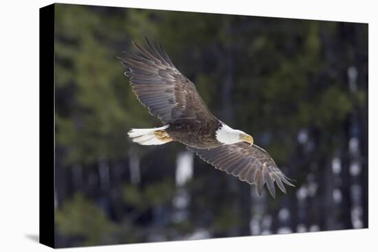 Bald Eagle, winter flight-Ken Archer-Premier Image Canvas