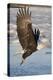 Bald Eagle with Fish in it's Talons-Hal Beral-Premier Image Canvas