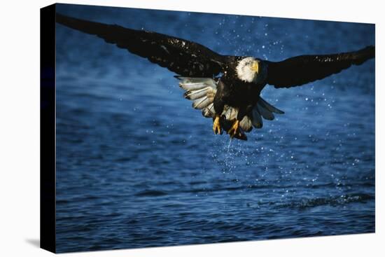 Bald Eagle with Fish in Talons-W. Perry Conway-Premier Image Canvas