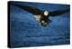 Bald Eagle with Fish in Talons-W. Perry Conway-Premier Image Canvas