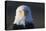 Bald Eagle-Paul Souders-Premier Image Canvas