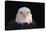 Bald Eagle-W^ Perry Conway-Premier Image Canvas