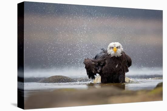 Bald Eagle-Milan Zygmunt-Premier Image Canvas