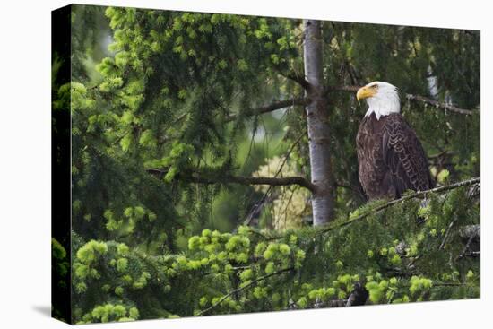 Bald Eagle-Ken Archer-Premier Image Canvas