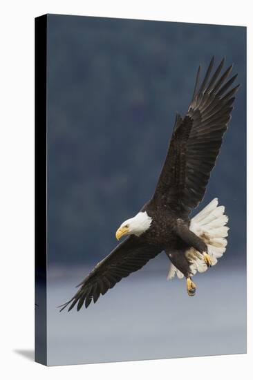 Bald Eagle-Ken Archer-Premier Image Canvas