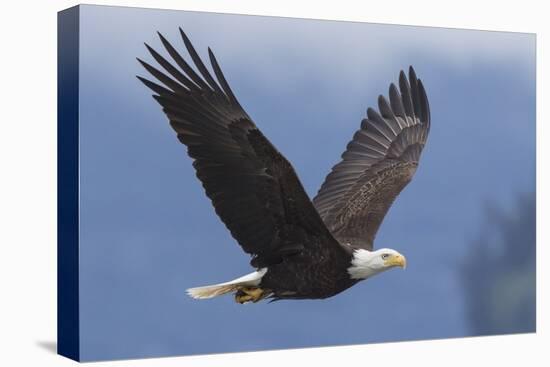 Bald Eagle-Ken Archer-Premier Image Canvas