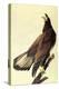 Bald Eagle-John James Audubon-Stretched Canvas