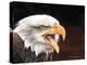 Bald Eagle-Sarah Stribbling-Stretched Canvas