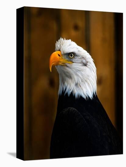 Bald Eagle-Clive Branson-Stretched Canvas