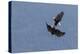 Bald Eagles fighting-Ken Archer-Premier Image Canvas