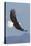 Bald Eagles flying-Ken Archer-Premier Image Canvas