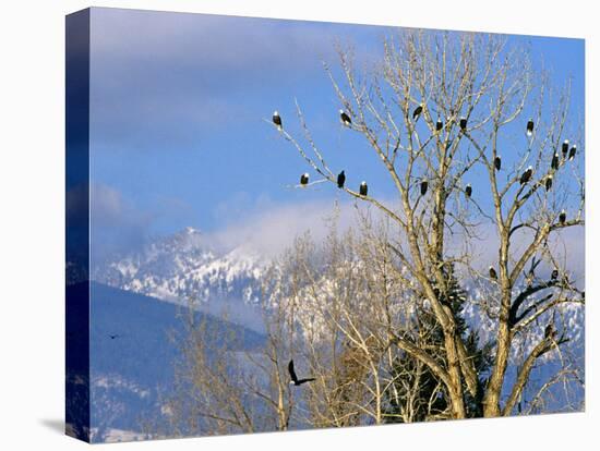 Bald Eagles in the Bitterroot Valley near Hamilton, Montana, USA-Chuck Haney-Premier Image Canvas