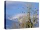 Bald Eagles in the Bitterroot Valley near Hamilton, Montana, USA-Chuck Haney-Premier Image Canvas