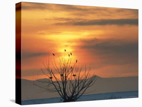 Bald Eagles in Willow Tree at Layton Marshes, Great Salt Lake, Utah, USA-Scott T. Smith-Premier Image Canvas