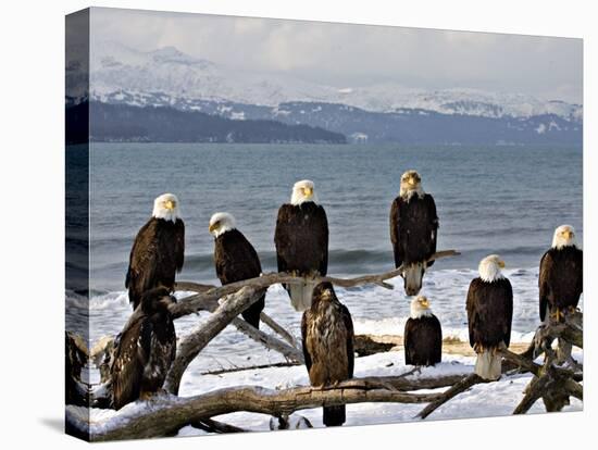 Bald Eagles in Winter, Homer, Alaska-Charles Sleicher-Premier Image Canvas