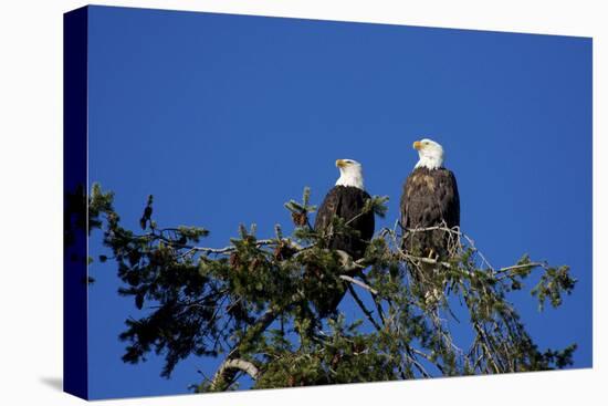 Bald Eagles Roosting in a Fir Tree in British Columbia-Richard Wright-Premier Image Canvas