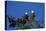 Bald Eagles Roosting in a Fir Tree in British Columbia-Richard Wright-Premier Image Canvas