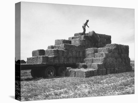 Baled Alfalfa in Large Stacks on Truck and on Ground in Imperial Valley-Hansel Mieth-Premier Image Canvas