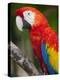 Bali, Ubud, a Greenwing Macaw Poses at Bali Bird Park-Niels Van Gijn-Premier Image Canvas