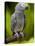 Bali, Ubud, an African Grey Parrot at Bali Bird Park-Niels Van Gijn-Premier Image Canvas