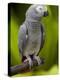 Bali, Ubud, an African Grey Parrot at Bali Bird Park-Niels Van Gijn-Premier Image Canvas