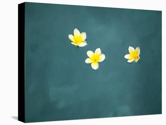 Bali, Ubud, Franjipani Flowers Float on a Swimming Pool-Niels Van Gijn-Premier Image Canvas