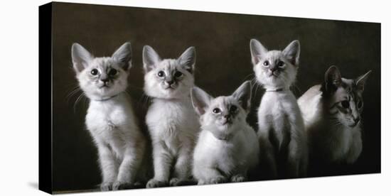 Balinese Cat and Kittens-Yann Arthus-Bertrand-Stretched Canvas