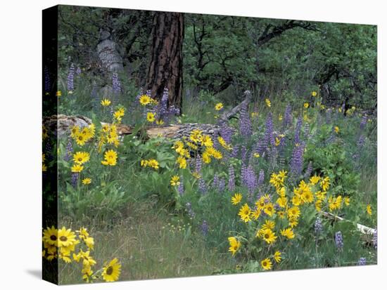 Balsam Root and Lupines Among Oregon White Oak and Pacific Ponderosa Pine, Rowena, Oregon, USA-null-Premier Image Canvas