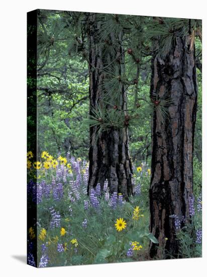 Balsam Root and Lupines Among Pacific Ponderosa Pine, Rowena, Oregon, USA-Jamie & Judy Wild-Premier Image Canvas