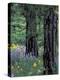 Balsam Root and Lupines Among Pacific Ponderosa Pine, Rowena, Oregon, USA-Jamie & Judy Wild-Premier Image Canvas