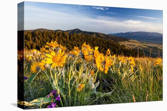 Balsam Root Flowers Above Missoula Valley, Missoula, Montana-James White-Premier Image Canvas
