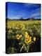 Balsamroot Along the Rocky Mountain Front, Waterton Lakes National Park, Alberta, Canada-Chuck Haney-Premier Image Canvas