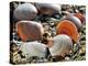 Baltic Tellin Shells on Beach, Belgium-Philippe Clement-Premier Image Canvas