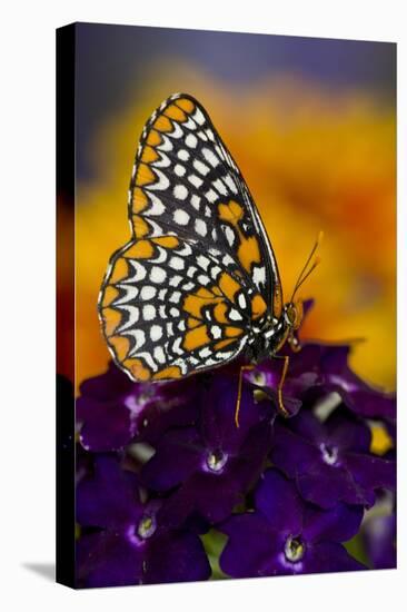 Baltimore Checkered Spot Butterfly-Darrell Gulin-Premier Image Canvas