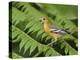 Baltimore Oriole, Central Valley, Costa Rica-Rolf Nussbaumer-Premier Image Canvas