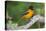 Baltimore Oriole foraging during migration on South Padre Island, Texas-Larry Ditto-Premier Image Canvas