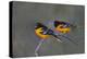 Baltimore Oriole (Icterus galbula) adults perched-Larry Ditto-Premier Image Canvas