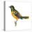 Baltimore Oriole (Icterus Galbula), Birds-Encyclopaedia Britannica-Stretched Canvas