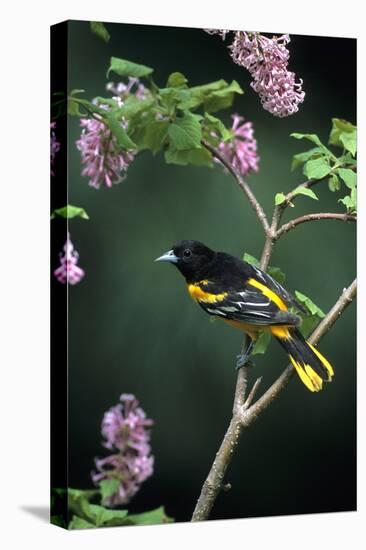 Baltimore Oriole Male on Lilac Bush, Marion Co, Il-Richard and Susan Day-Premier Image Canvas
