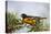 Baltimore Oriole Male Perched-Larry Ditto-Premier Image Canvas