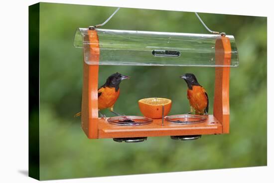 Baltimore Oriole Males Feeding at Jelly and Fruit Feeder-null-Premier Image Canvas