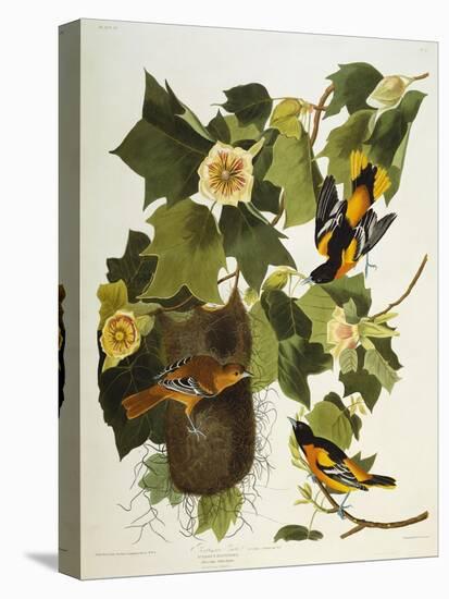 Baltimore Oriole. Northern Oriole (Icterus Galula), from 'The Birds of America'-John James Audubon-Premier Image Canvas