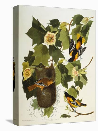 Baltimore Oriole. Northern Oriole (Icterus Galula), from 'The Birds of America'-John James Audubon-Premier Image Canvas